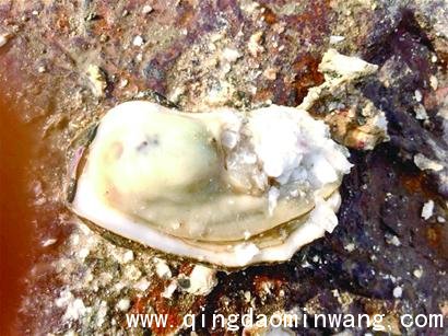 今年红岛海蛎子个个肥有养殖户纯收入超百万