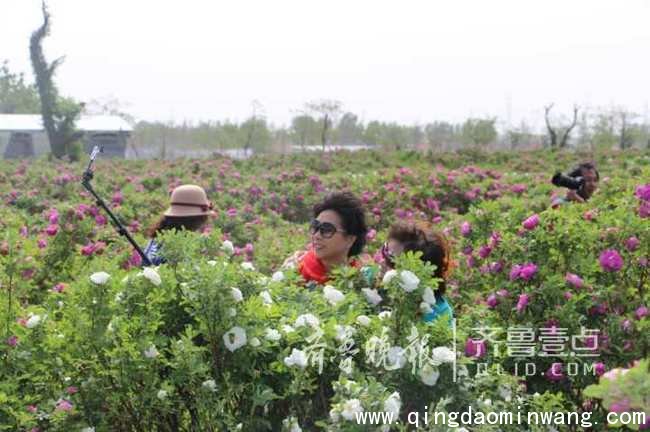 万人畅游玫瑰花海 即墨玫瑰节开幕 打造特色玫瑰小镇