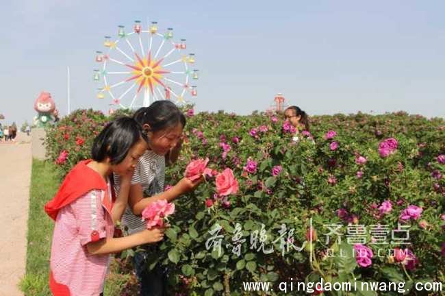 万人畅游玫瑰花海 即墨玫瑰节开幕 打造特色玫瑰小镇