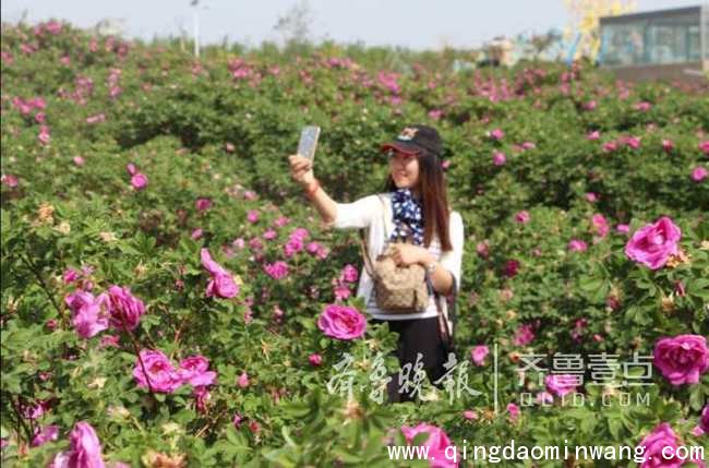 万人畅游玫瑰花海 即墨玫瑰节开幕 打造特色玫瑰小镇