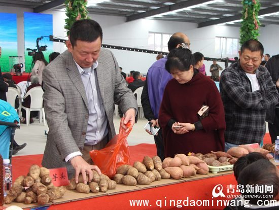 即墨白庙5000亩芋头大丰收 香软糯滑远销海外